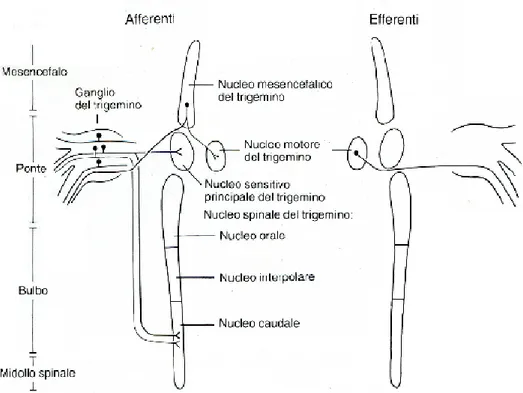 FIG. 3:    Disposizione anatomica dei nuclei sensoriali (afferenti) e motori  (efferenti)