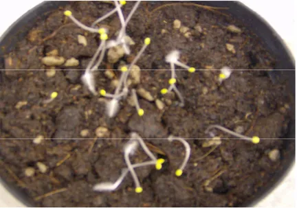 Foto 3.c: fotografia delle piante tratte al buio per 7 giorni, e dove si riesce a carpire sia la colorazione giallo- arancia , sia uno spiccato allungamento dello stelo, tipico delle piante cresciuti al buio .