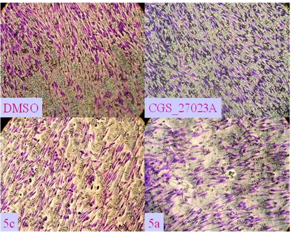 Figura 15: I pannelli mostrano le cellule colorate con il cristal violetto e fotografate  al  microscopio,dopo  trattamento  con  il  DMSO  (controllo)  e  con  i  composti  CGS_27023A, 5a e 5c, che hanno degradato lo strato di matrigel
