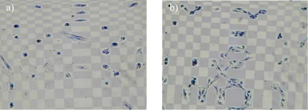 Fig.  1.  a)  human  dermal  fibroblasts  and  b)  HCAEC  adhered  to  a  micropatterned Hyal surface after 48 hrs of culture