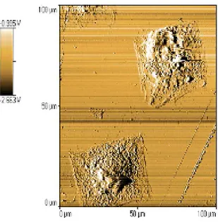 Fig. 2. AFM image of human dermal fibroblasts adhered to glass squares  of about 35x35µm