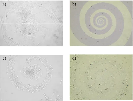Fig. 3. Light microscope images, toluidine blue staining. Aspect of human  dermal fibroblasts growing on a spiral pattern a); the same pattern after  removal of cells with trypsin-EDTA solution, b)