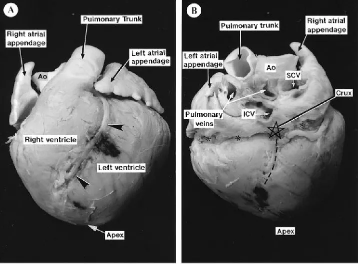 Figura  n.  6.  La  faccia  anteriore  detta  auricolare  (A)  e  posteriore  detta  atriale  (B)  del  cuore  di  suino