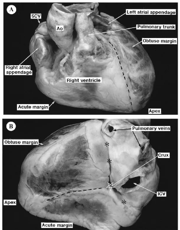Figura  n.7.  La  faccia  anteriore  (A)  e  posteriore  (B)  del  cuore  dell'uomo.  Ao  =  aorta;  SCV  (superior  caval  vein) = vena cava superiore; ICV (inferior caval vein) = vena cava inferiore
