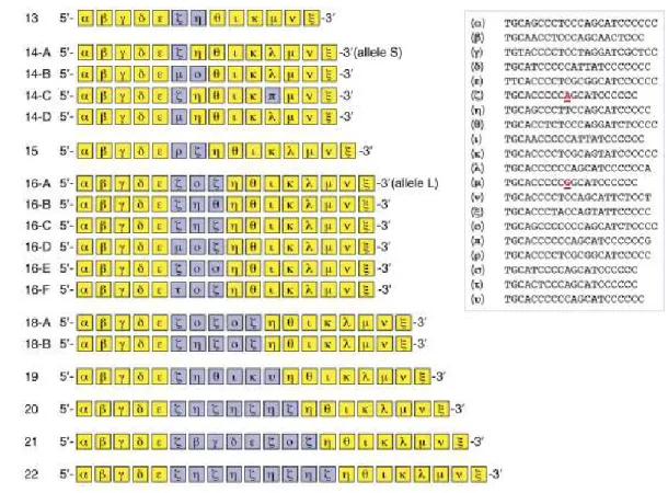 Fig 4 Schematic representation of the allelic variants resulting from the serotonin transporter length  polymorphic region (5-HTTLPR)