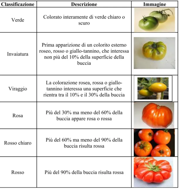 Tabella 1: Principali stadi maturativi del frutto di pomodoro sulla base della colorazione della   buccia