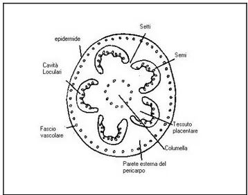 Figura 1: anatomia del frutto