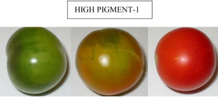 Figura 2: Bacche di pomodoro della cv Money Maker e del mutante High Pigment-1 a tre 
