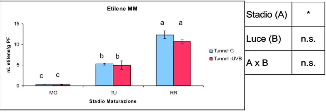 Figura 2 Andamento dell’emissione di etilene del frutto di pomodoro della linea MM prelevato 