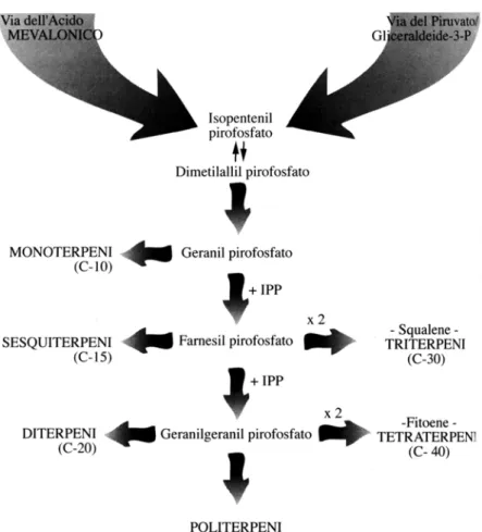 Figura 1. Schema di sintesi dei terpeni 