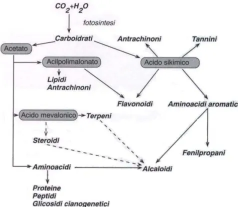 Figura 2. Schema di biosintesi dei principali metaboliti secondari 