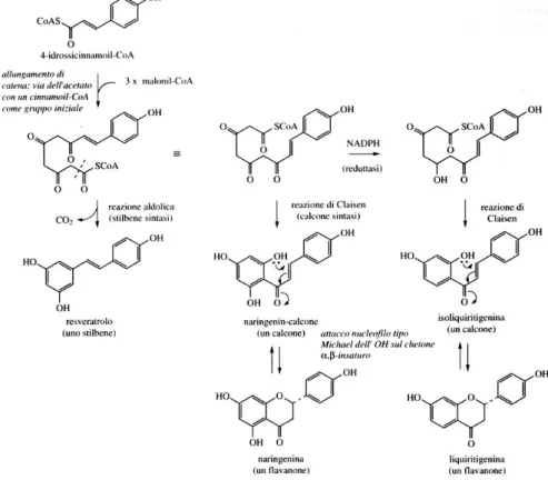 Figura 3. Via biosintetica dei flavonoidi 