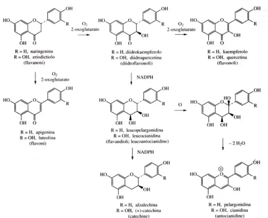 Figura 4. Schema di sintesi delle principali classi di flavonoidi 