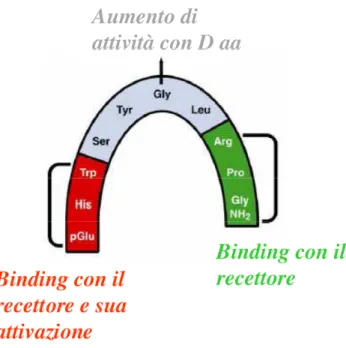 Figura 4 Relazione struttura-attività