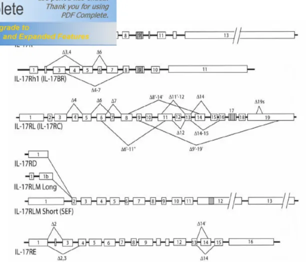 Fig 8 Struttura gnomica della famiglia del recettore IL17: rappresentazione schematica delle dimensioni degli  esoni e introni
