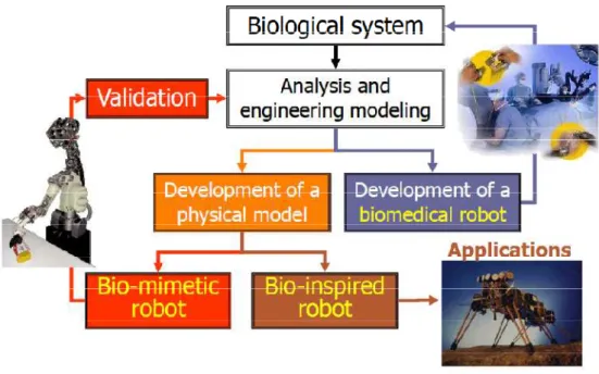 Fig. 1.1 Dallo studio del sistema biologico può nascere un robot bio-ispirato - creato per applicazioni  nell’ambiente di riferimento - o un robot biomimetico - che ha possibilità sia di far muovere un  sistema robotico nell’ambiente sia di validare le teo