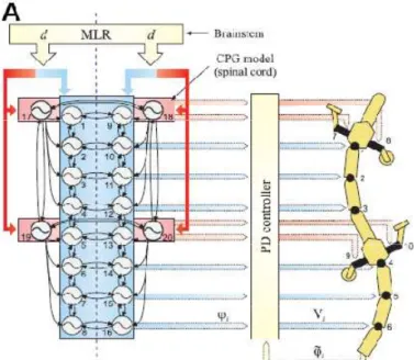 Fig. 1.2 Il CPG riceve gli input d destro e sinistro dalla regione locomotoria mesencefalica nel midollo  spinale, grazie a questi si possono cambiare velocità, direzione e tipo di gait 