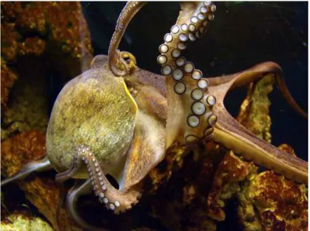 Fig. 2.1 Octopus vulgaris, il lato del braccio caratterizzato dalla presenza  delle ventose che si osserva in primo piano è denominato “orale”  