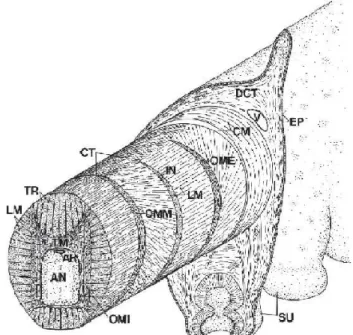 Fig. 2.2 schema della disposizione della muscolature del braccio del polpo. AN corrisponde al midollo spinale  assiale,  AR  all’arteria,  CM  allo  strato  muscolare  circonferenziale,  CT  al  tessuto  connettivo,  DCT  al  tessuto  dermale  connettivo, 