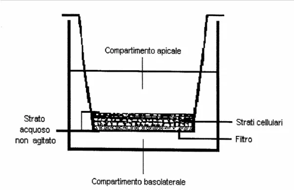 Figura 6. Sezione schematica di un sistema di coltura cellulare per gli studi di  permeabilità 