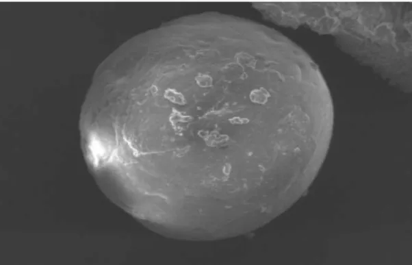 Figura 12. immagine SEM di una microparticella contenente Lutrol F127 e Atenololo  (400x)