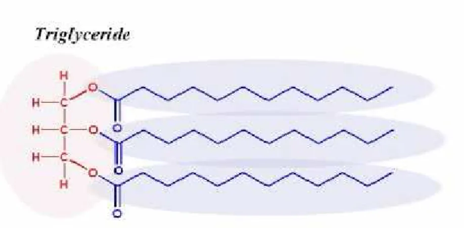 Figura 8. Formula generale di un trigliceride 