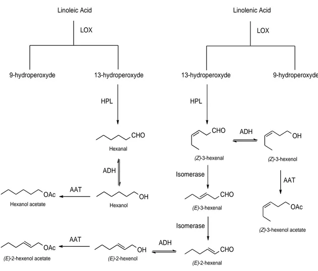 Figura 13: Biogenesi attraverso la via della lipoossigenasi (LOX: lipoossigenasi; HPL  idroperossidoliasi; ADH: alcooldeidrogenasi; AAT: alcoolacetiltransferasi)