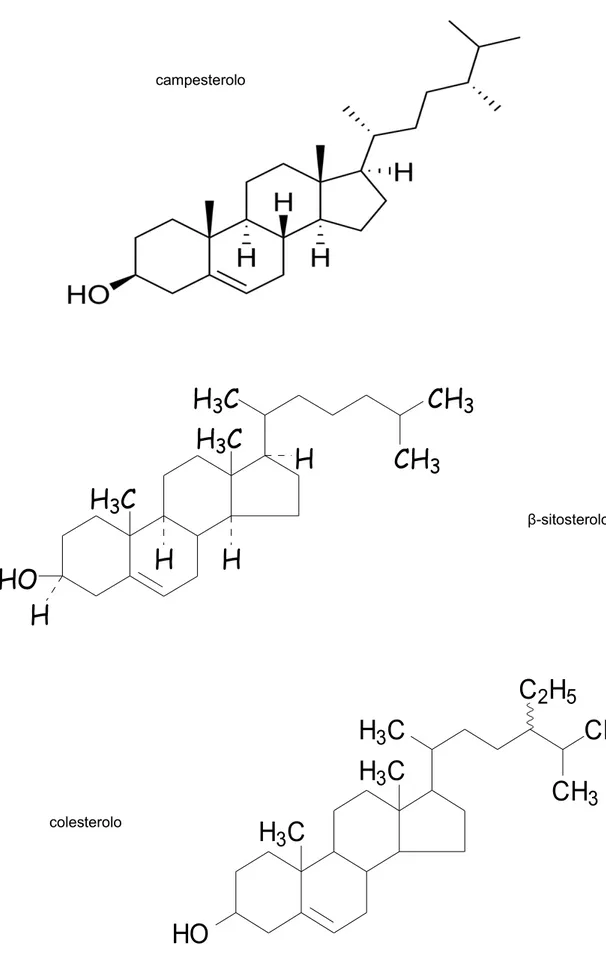 Figura 9: Esempi di steroli presenti negli oli di olivaH3CH3C CH 3HOH3CC2H5CH3H3CH3CH3CHHOHHHCH3CH3