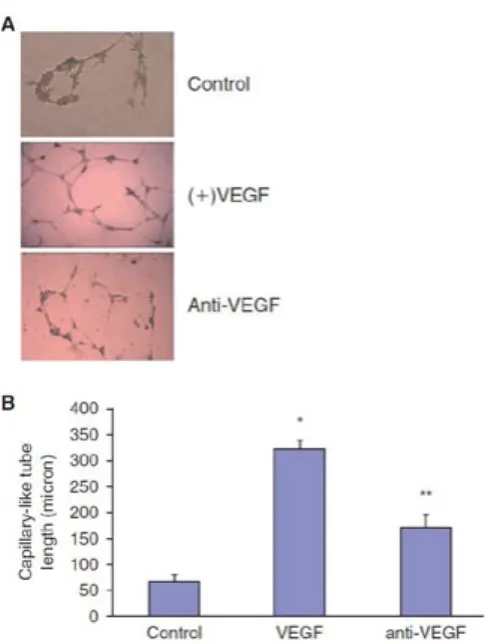 Figura 8: capacità differenziativa in cellule endoteliali Oltre  alla  morfologia  rotondeggiante,  all’assenza di attività mitotica e alla  ca-pacità di differenziarsi in cellule  endote-liali  le  MPC  mostrano  altre   caratteristi-che specificaratteris