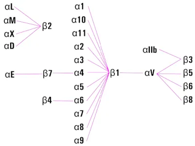 Figura 9: Combinazioni possibile tra subunità integriniche. Non tutte le possibili combinazioni di subunità α e β sono state  descritte nei vari organismi, questo indica una specifica affinità 