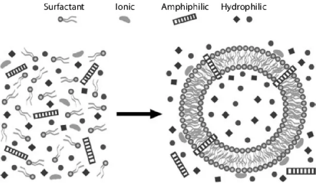 Fig. 3 – Types of aggregates formed by  amphipathic molecules. (A) Monolayer; (B)  bilayer; (C) liquid-crystal phase lamellar; (D)  micelles; (E) hexagonal micelles; (F) liposomes;  (G) reverse micelles.