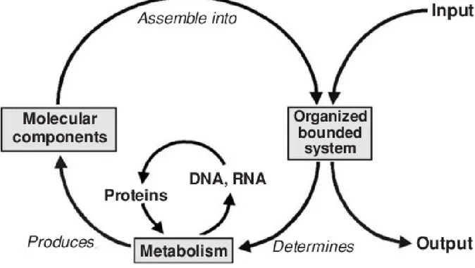 Fig. 5 - A proposed minimal metabolic network for a living system