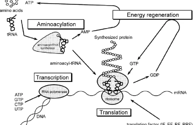Fig. 10 - The metabolic pathways making up the PURE translation system