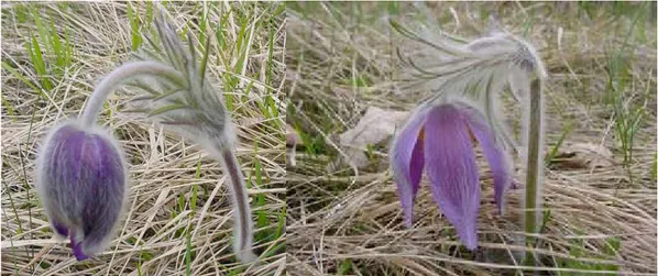 Fig. 1a e Fig. 2a: Pulsatilla montana subsp. balcana durante il periodo della fioritura presenta fiori solitari e molto piumosi                                 