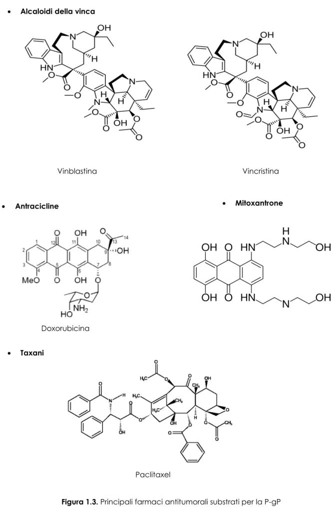 Figura 1.3. Principali farmaci antitumorali substrati per la P-gP 