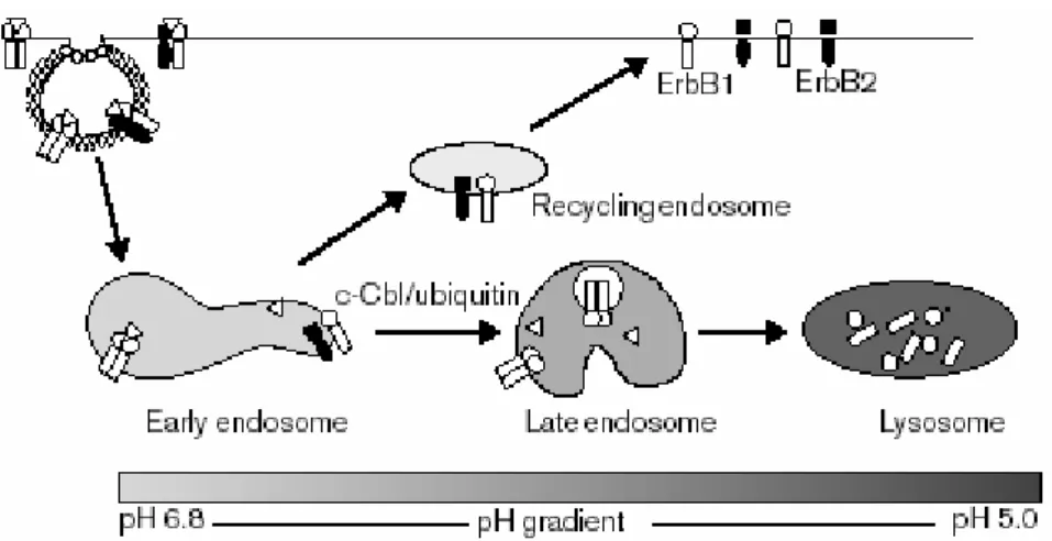 Figure 8. HER receptor endocytosis