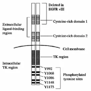 Figure 2. EGFR structure 