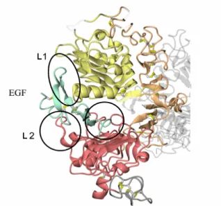 Figure 3. Extracellular domain to bind EGF 