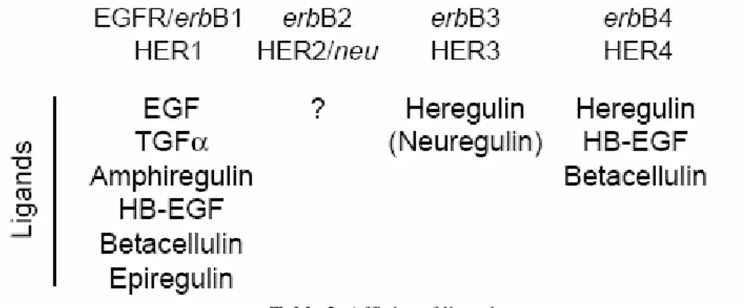 Table 2. Affinity of ligands  