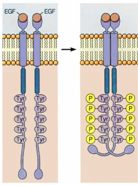 Figure 6. Dimerization and autophosphorylation of receptor 