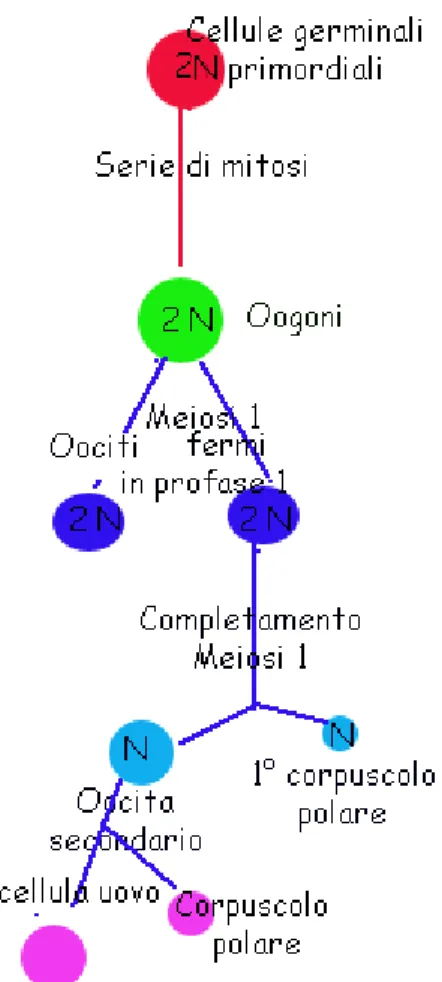 Figura 4 maturazione dell'oocita e formazione del 1° globulo polare ( da www.anism.it) 