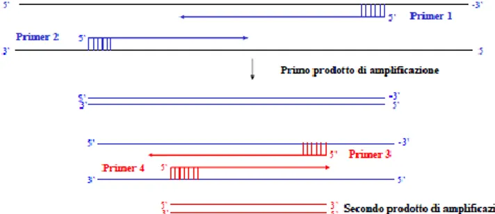 Figura 8 Nested PCR (da http://www.molecularlab.it) 
