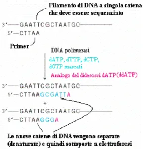 Figura 14 Amplificazione lineare prodotti di estensione (da www.dia.unisa.it) 