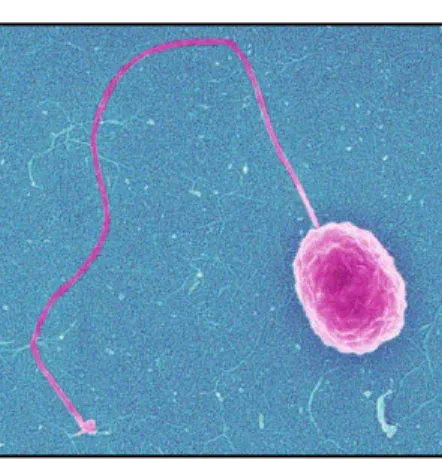 Fig.	
  8	
  Vibrio	
  parahemoly#cus	
  