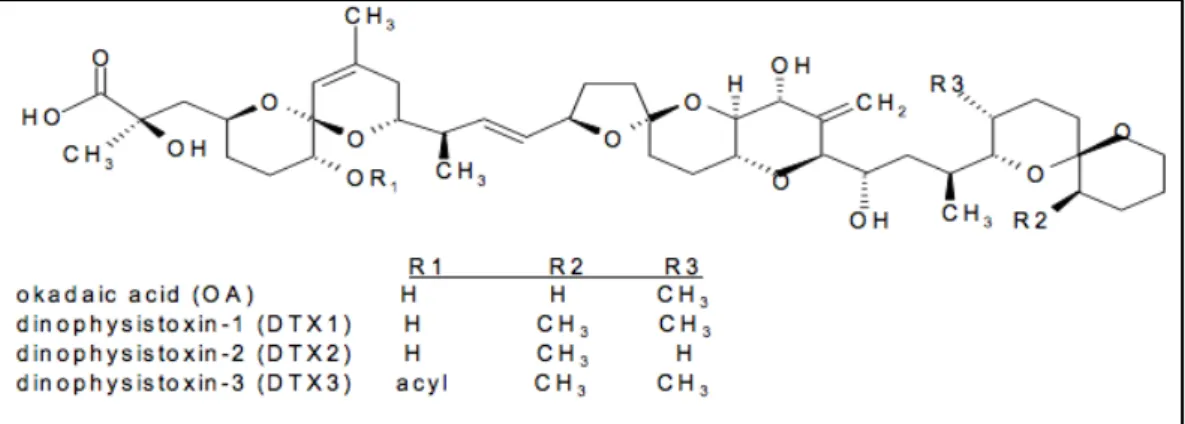 Fig.	
  15	
  StruHura	
  chimica	
  dell’acido	
  okadico	
  e	
  dei	
  suo	
  derivaD	
  (Dinoﬁsitossine)