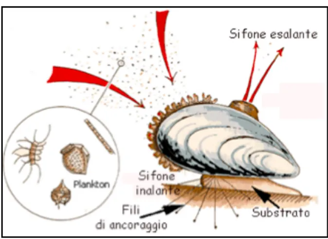 Fig.	
  4	
  Meccanismo	
  di	
  ﬁltrazione	
  dei	
  molluschi	
  bivalvi	
  (Turolla,	
  2008)