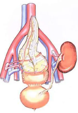 Figura 1.1: Trapianto di pancreas con drenaggio sistemico-vescicale 