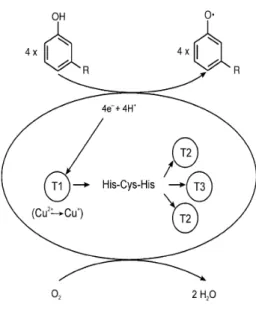 Fig. 3 . Catalytic cycle of laccase. 