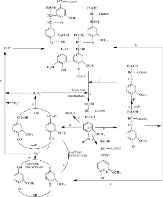 Fig.  5 . Lignin  biodegradation  process  by  white-rot  fungi.  Laccases  or  ligninolytic  peroxidases 