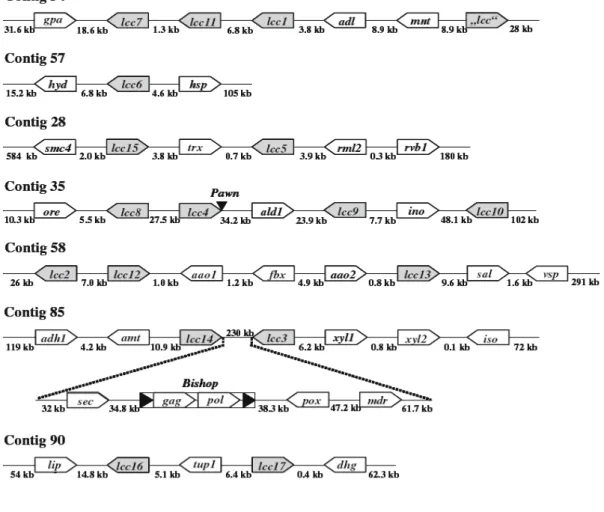 Tab.  1.     Alignment  of  the  deduced  amino  acid  sequences  of  the  C.  cinereus  laccases